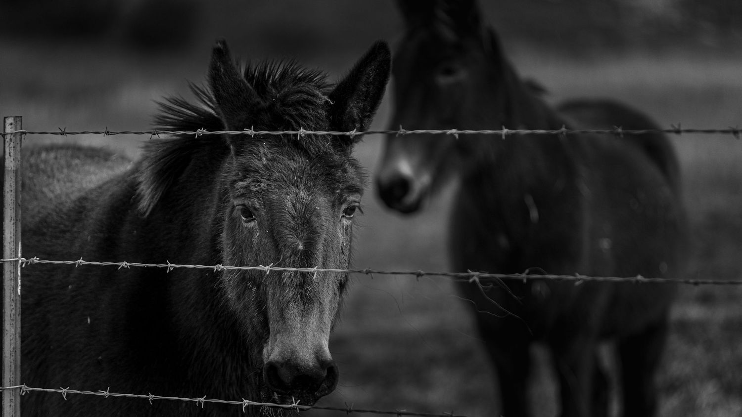 Black and White Donkeys.
