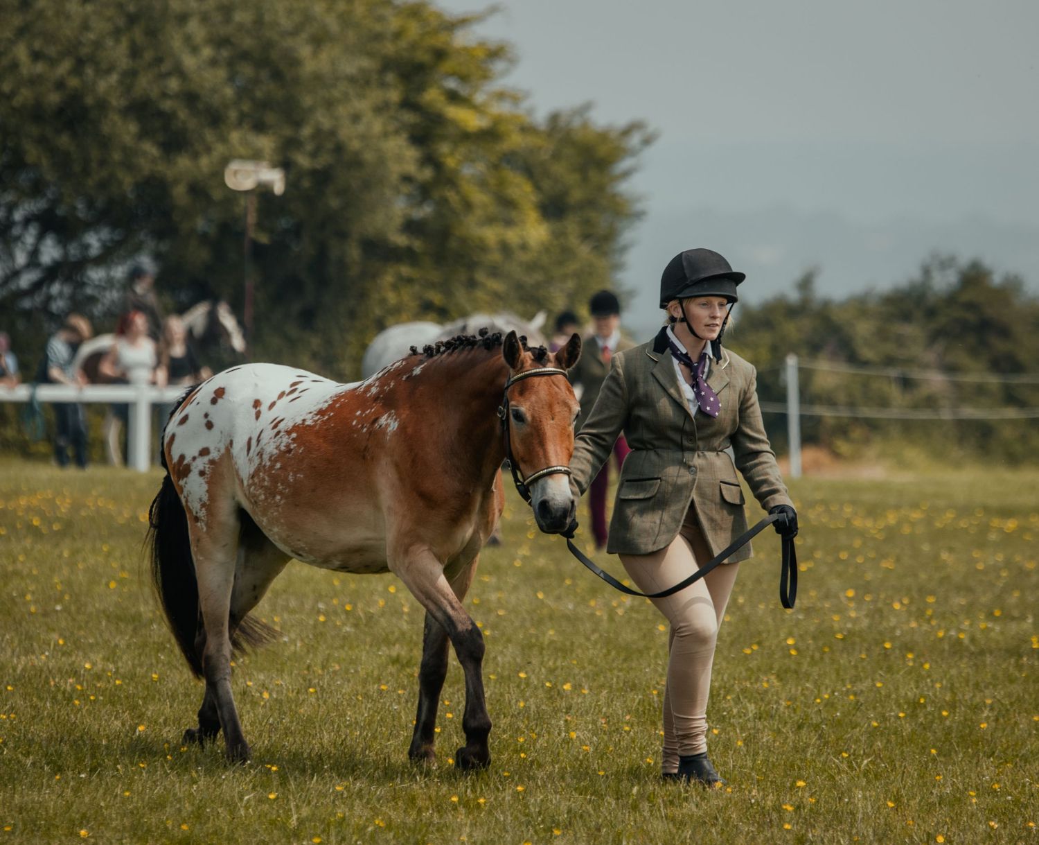 Equestrian handler leads a spotted brown and white pony across a grass show ring in traditional attire.