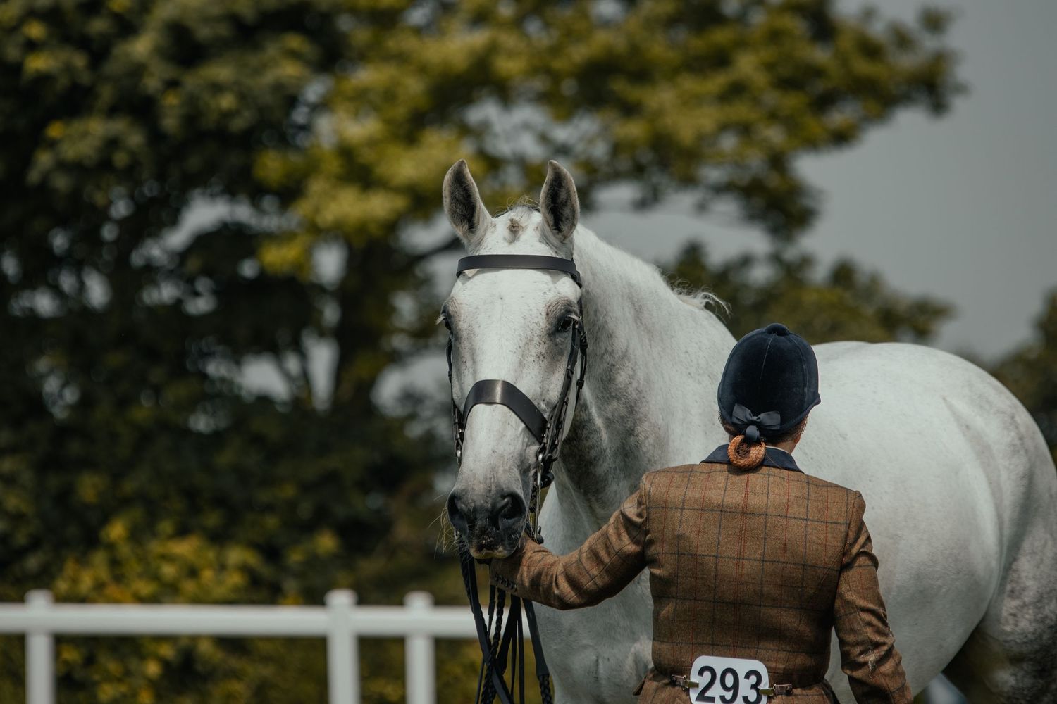 A white horse stands with a handler wearing traditional riding attire at an equestrian event.