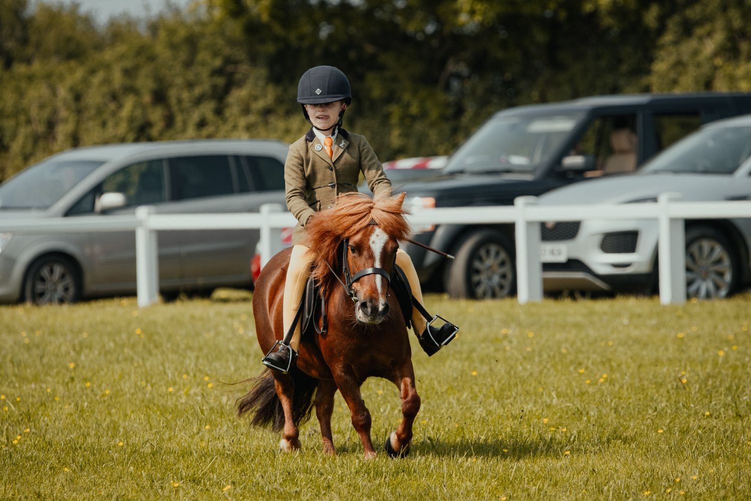 An equestrian rides a brown pony on grass with cars and white fencing visible in the background.