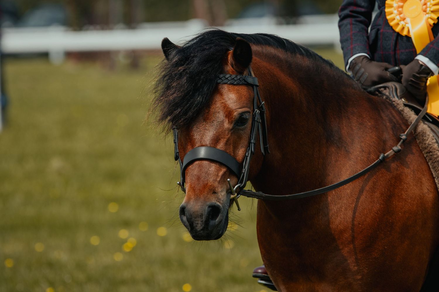 Close-up profile of a bay horse wearing bridle and tack against green background.