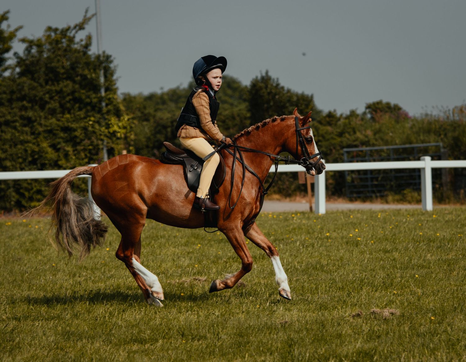 A chestnut horse and rider cantering across a sunny outdoor arena.