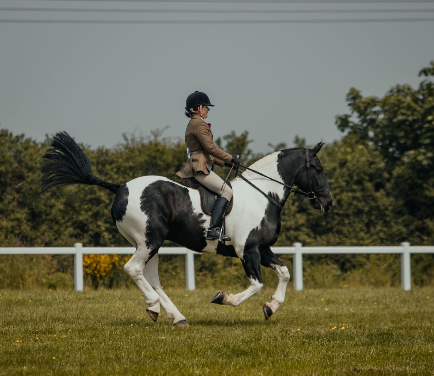 A black and white pinto horse performing dressage movements in a fenced arena.