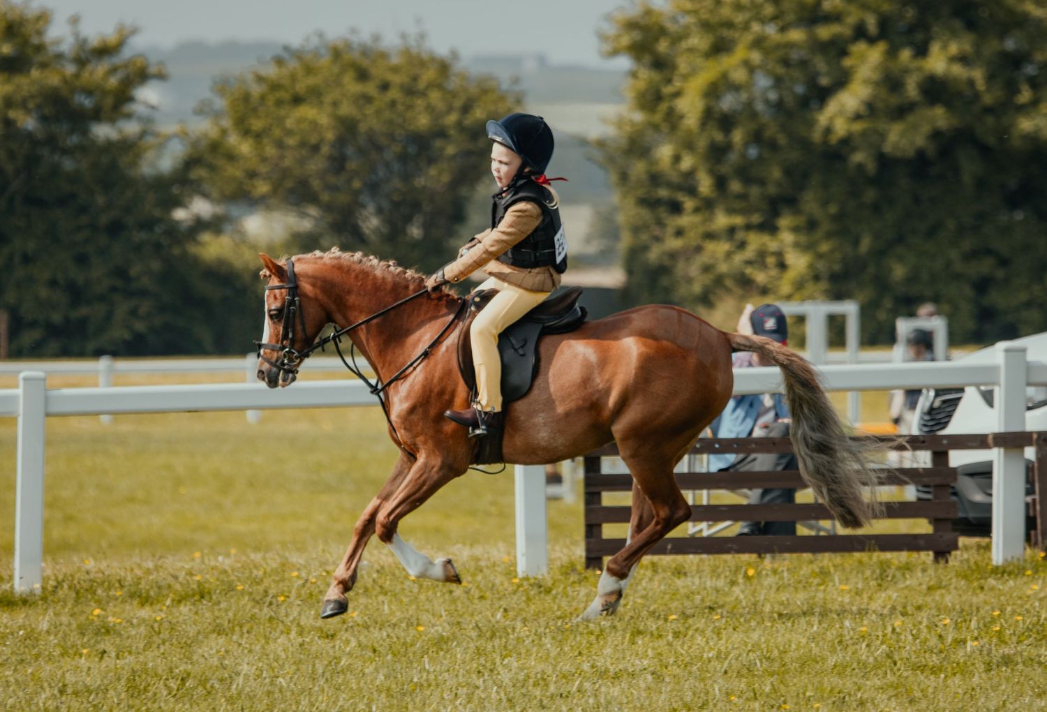 A rider and bay horse practicing jumps in a grassy equestrian arena.