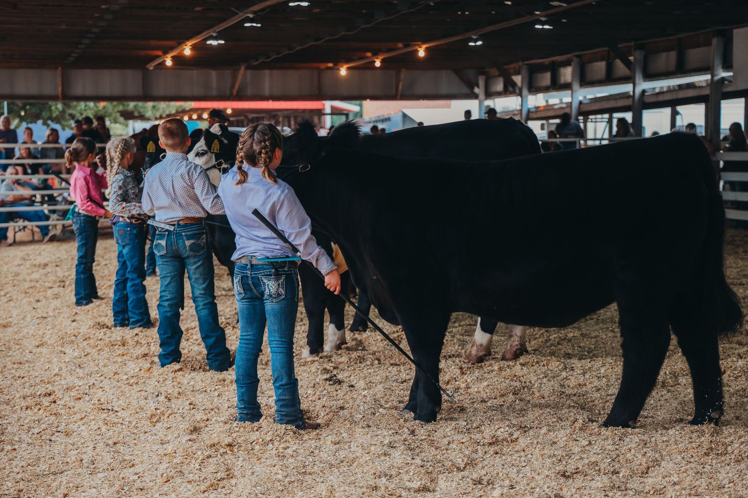 Line of exhibitors stand with black show cow in dirt arena.
