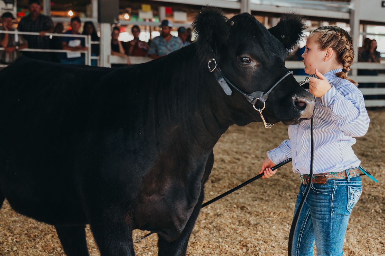 Young exhibitor showing large black cow in indoor arena during livestock competition.
