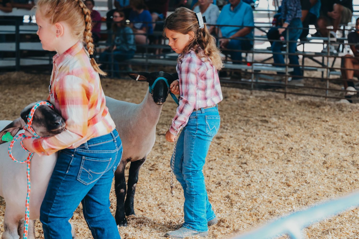 Youth showing goats in a livestock barn at a county fair with blue bleachers in the background.