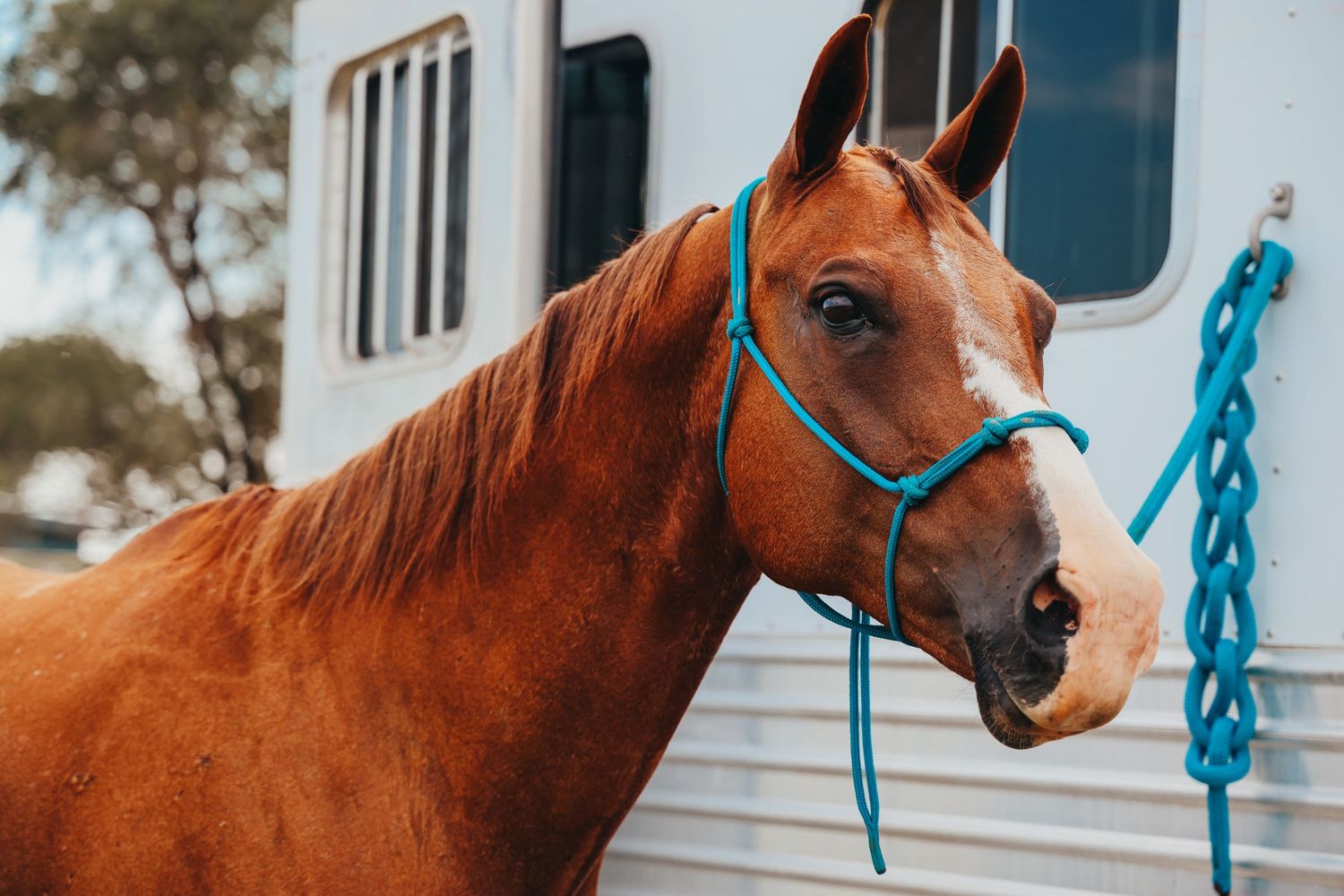 A chestnut horse wearing a turquoise halter poses beside a white horse trailer.