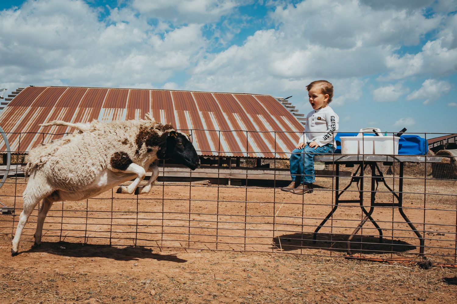 Sheep approaching small platform where child stands in outdoor ranch setting.