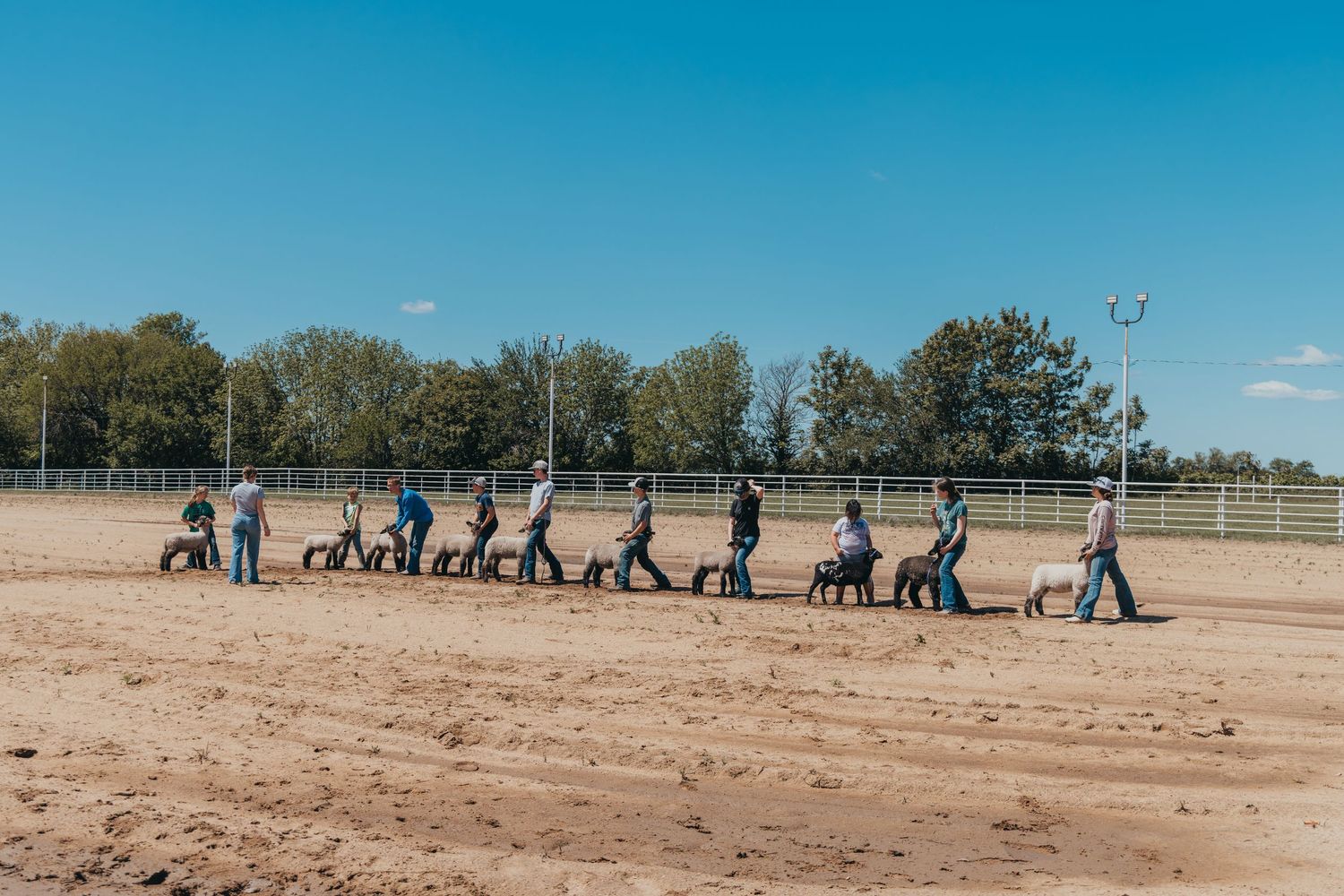 People walking llamas in a line formation across a dusty paddock on a sunny day.