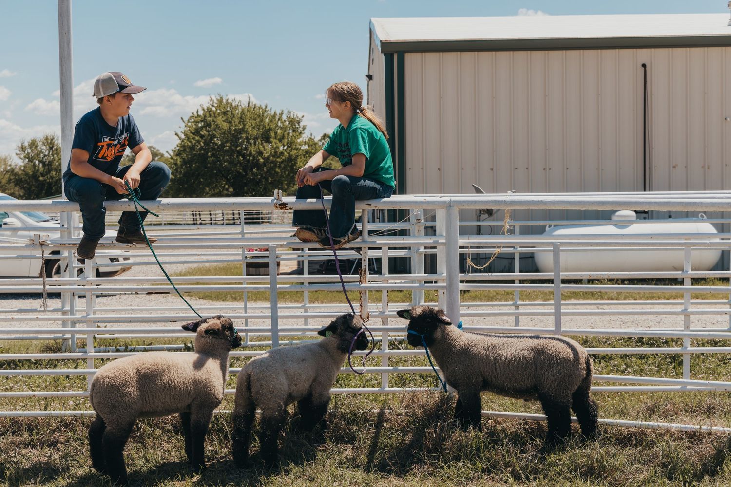 Handlers chat while their sheep graze near metal fencing on a sunny day.