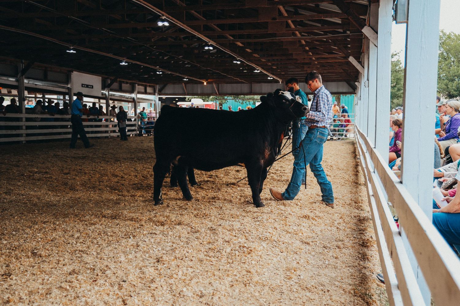 Handler presents black show cow in sawdust-covered indoor arena during competition.
