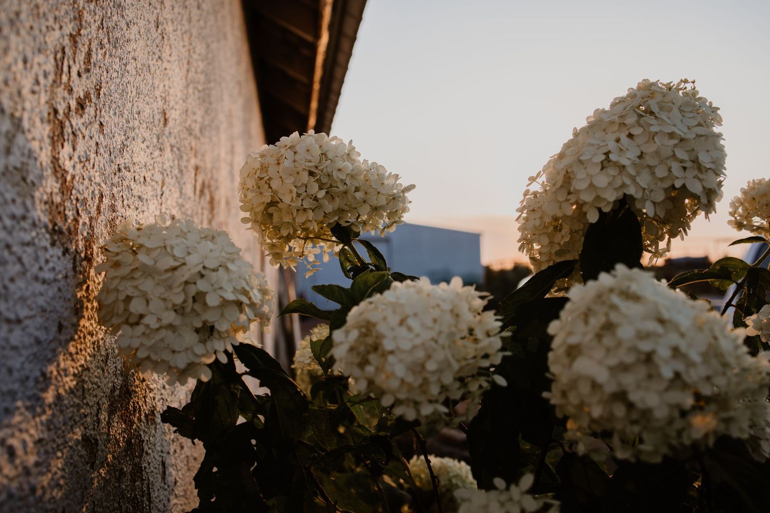 White hydrangea flowers photographed at sunset with soft golden light filtering through the blooms.