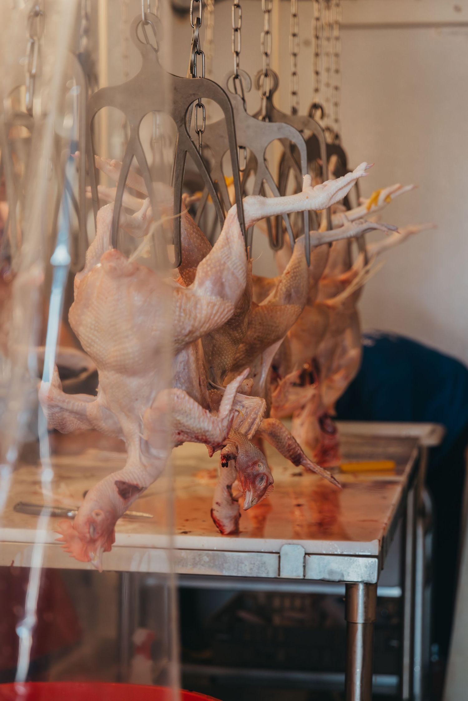 Raw whole chickens hanging from hooks on display at a meat market or butcher shop counter.