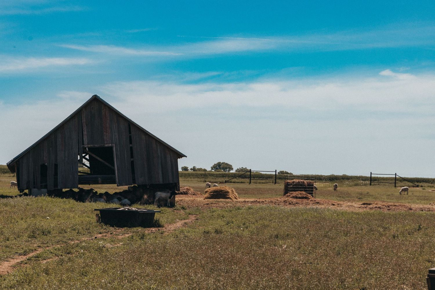 A weathered black wooden barn stands on a grassy plain against a bright blue sky with scattered clouds.