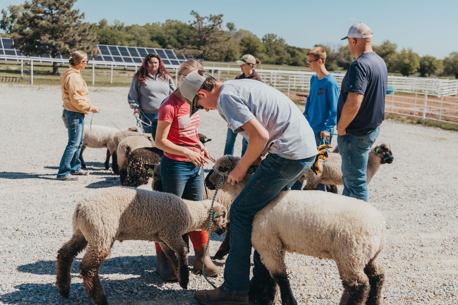 Group of people gather around and handle small sheep in an outdoor enclosure with white fencing.