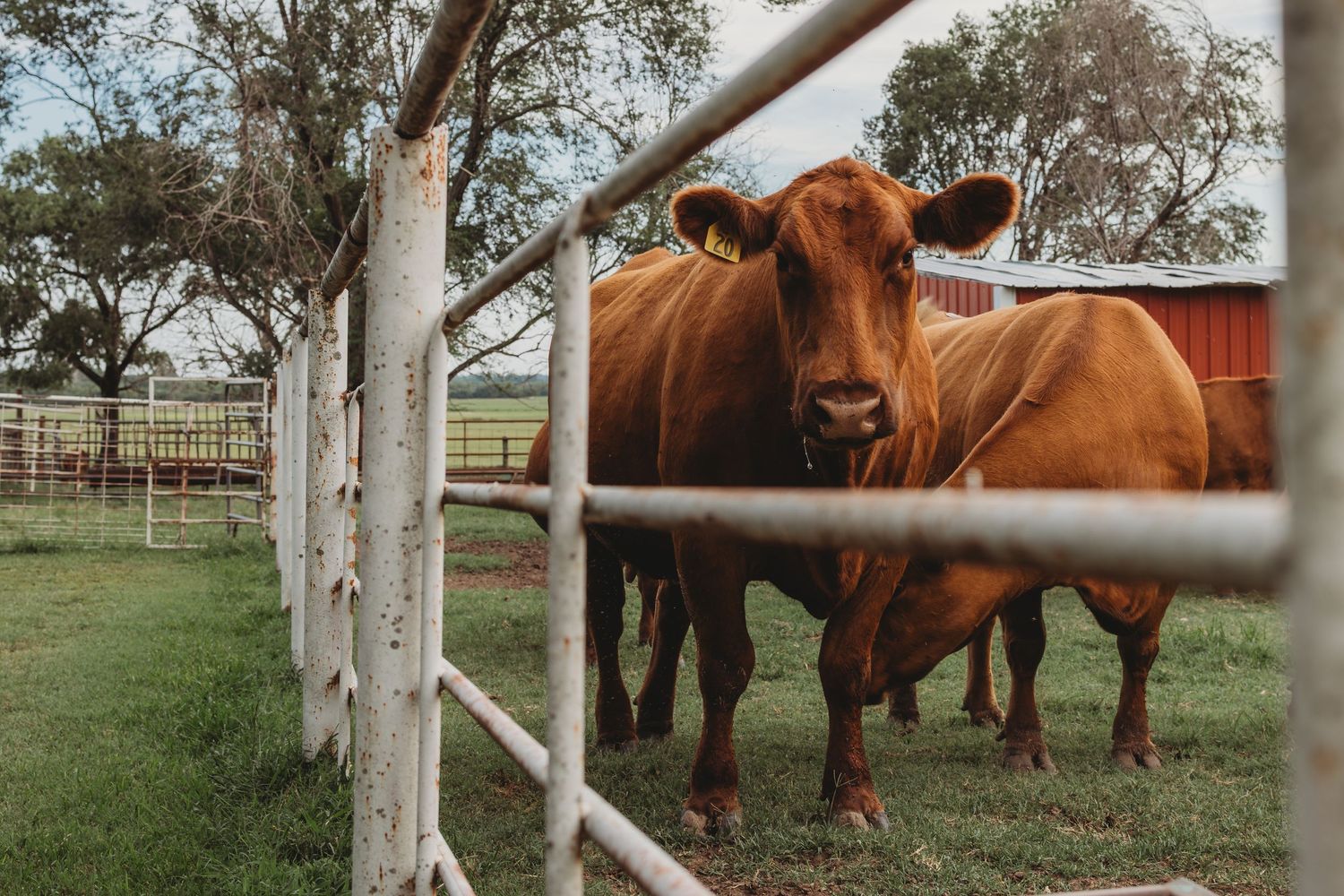Brown cattle standing behind a white metal farm gate in a green pasture with red barn in background.