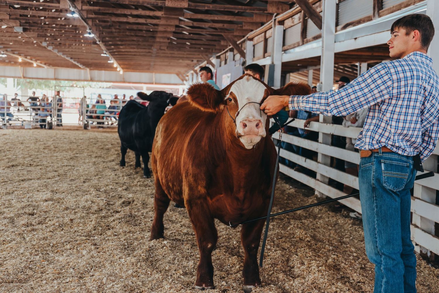 Brown show cow being presented in indoor arena with spectators watching from bleachers.