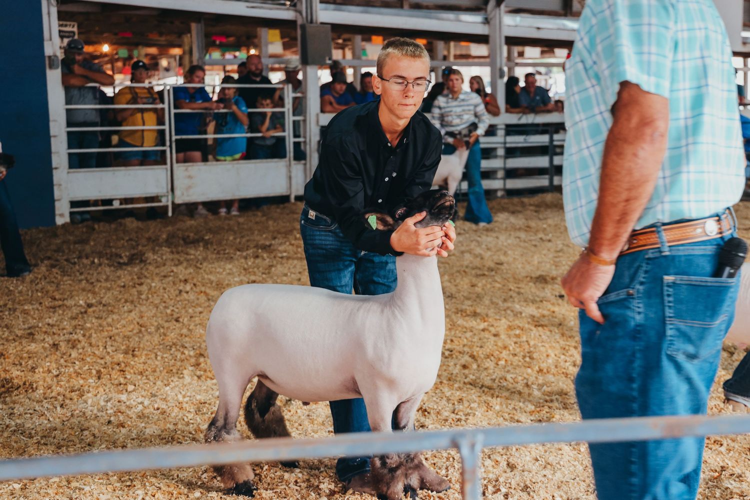 Someone showing a white lamb at a livestock competition.