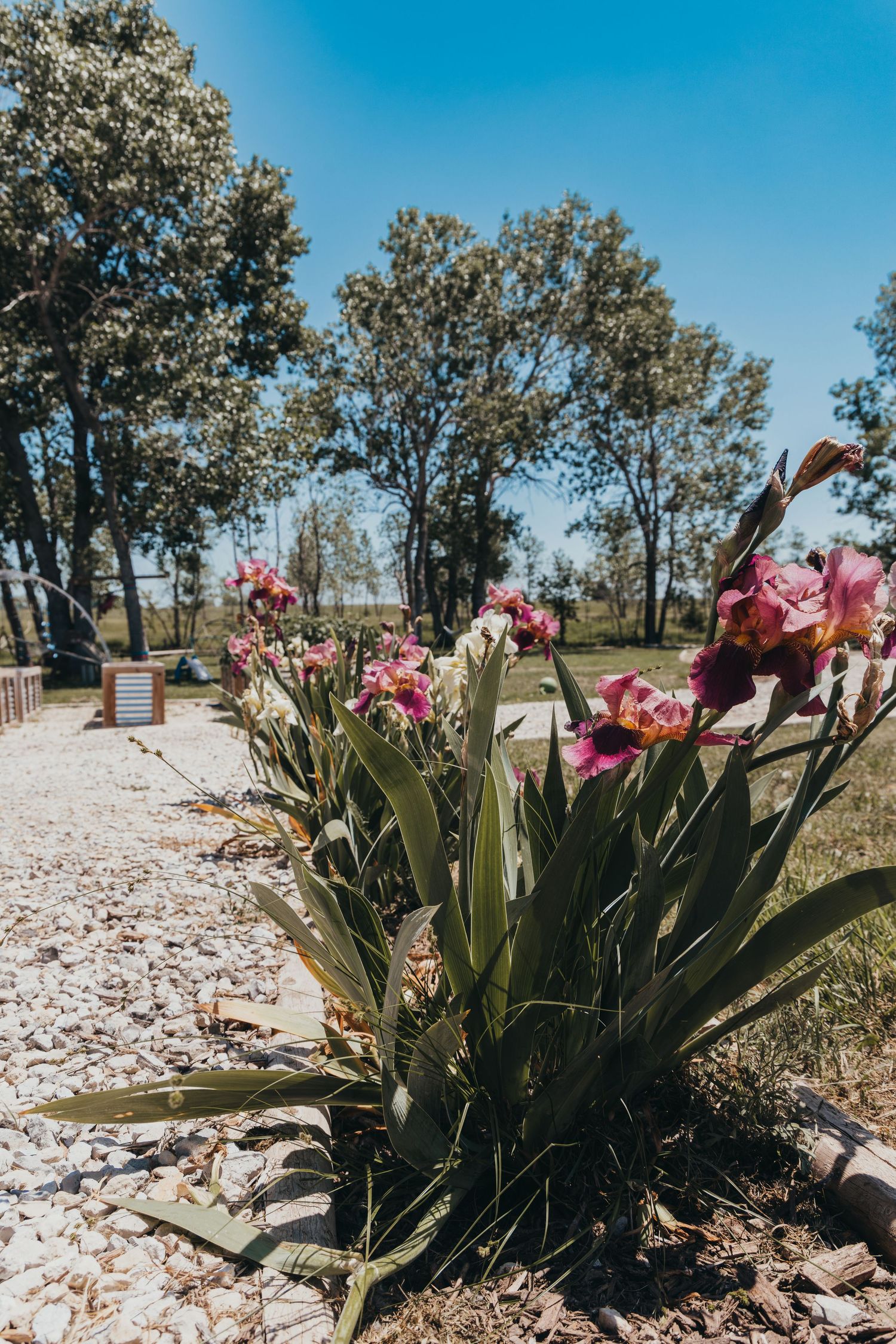 Pink flowers bloom along a gravel pathway bordered by tall trees under bright blue sky on a sunny day.