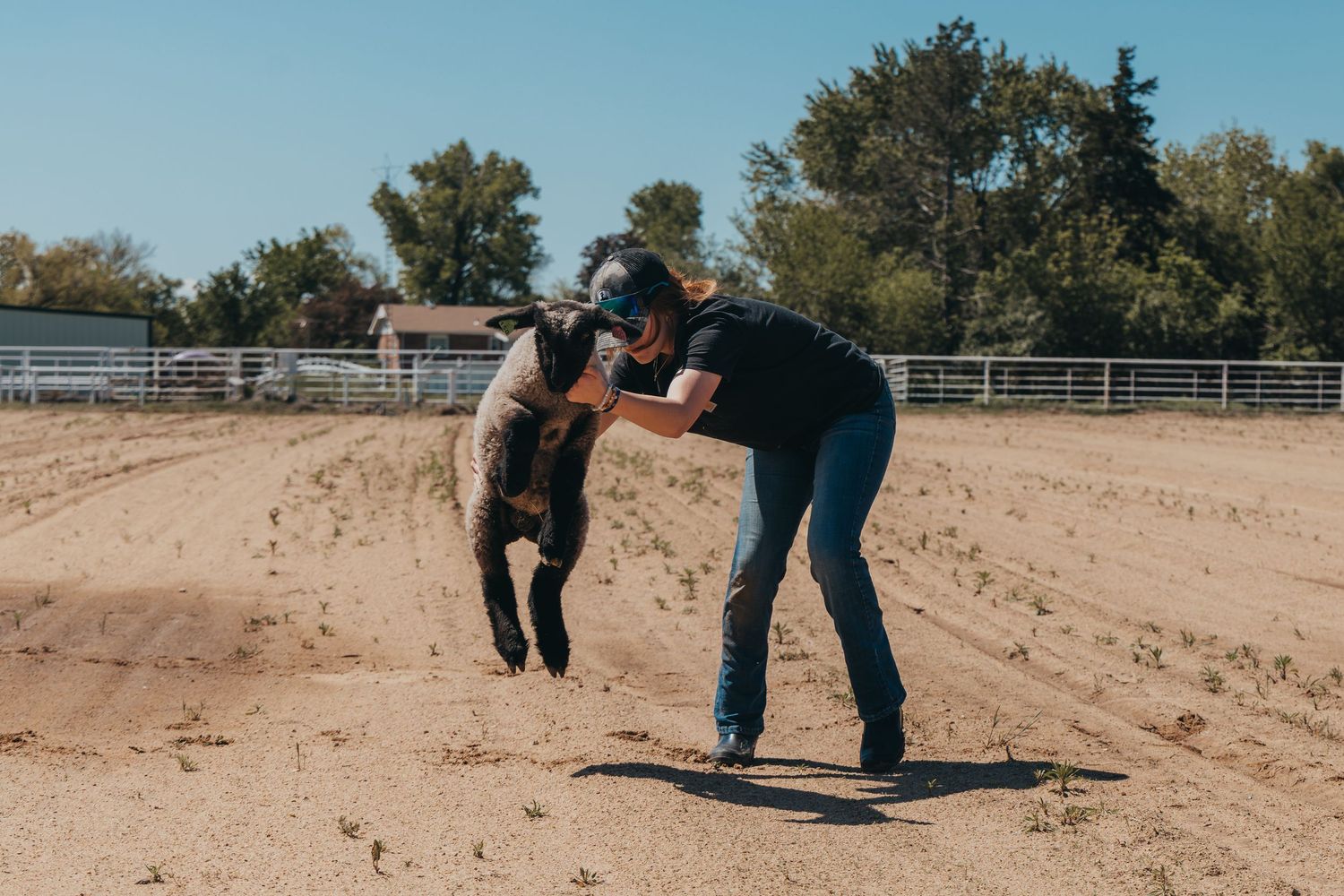 Person bends down to interact with a dark colored sheep in a dusty arena.