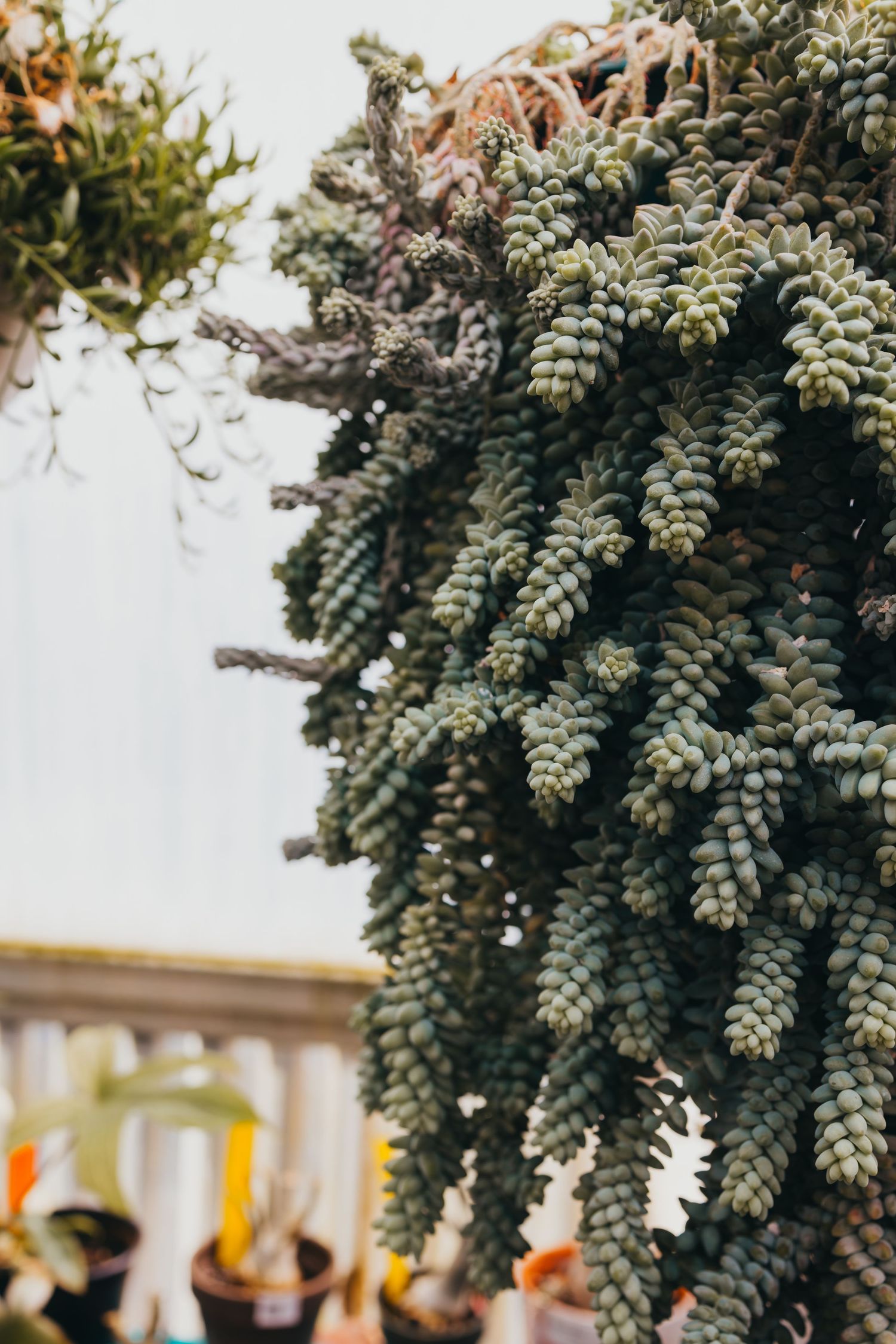 Close-up of cascading succulent plants with silvery-blue leaves.