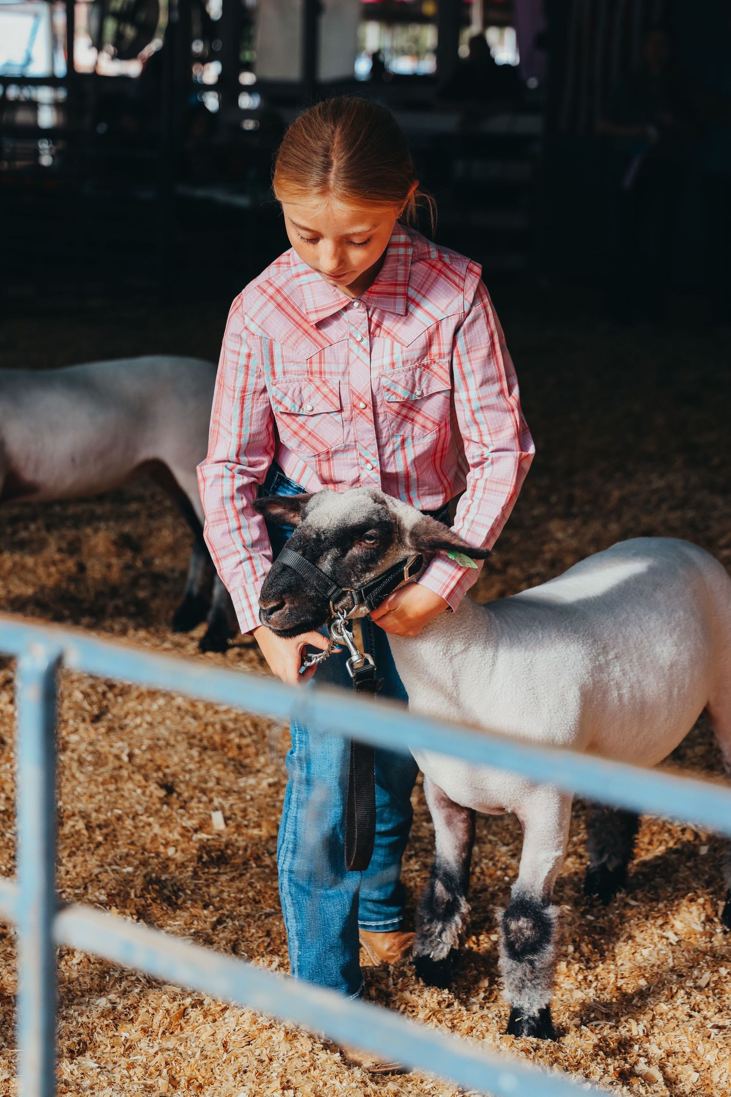 Young person in plaid shirt tending to sheep at indoor livestock show.