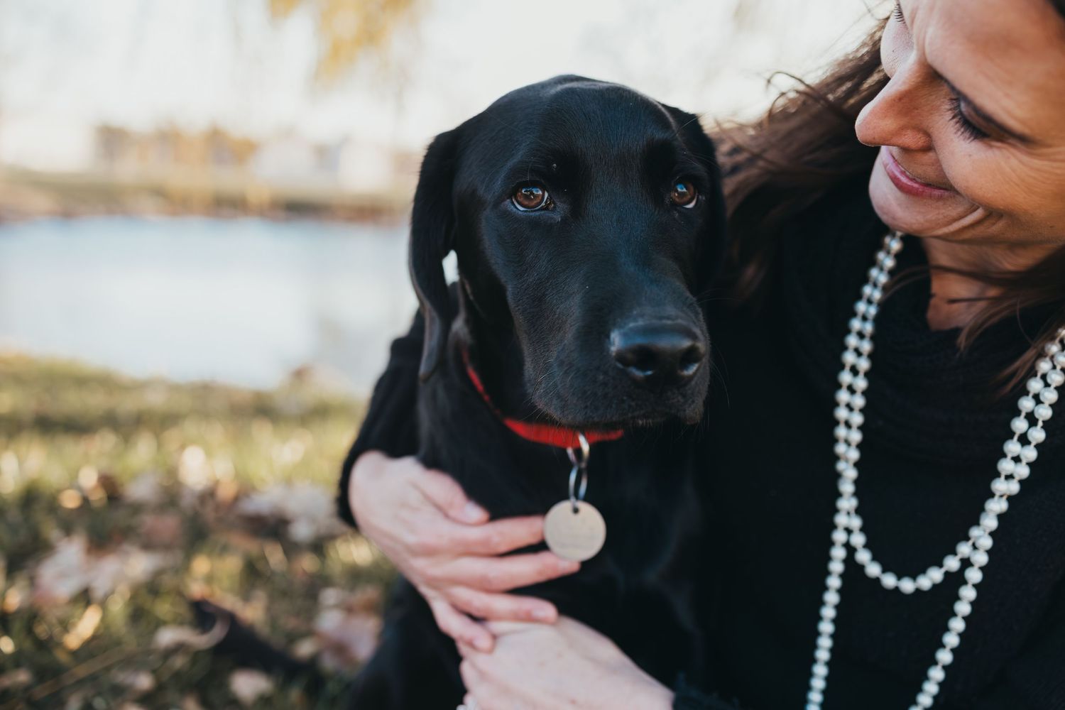 A black Labrador dog with a red collar receives affection outdoors.