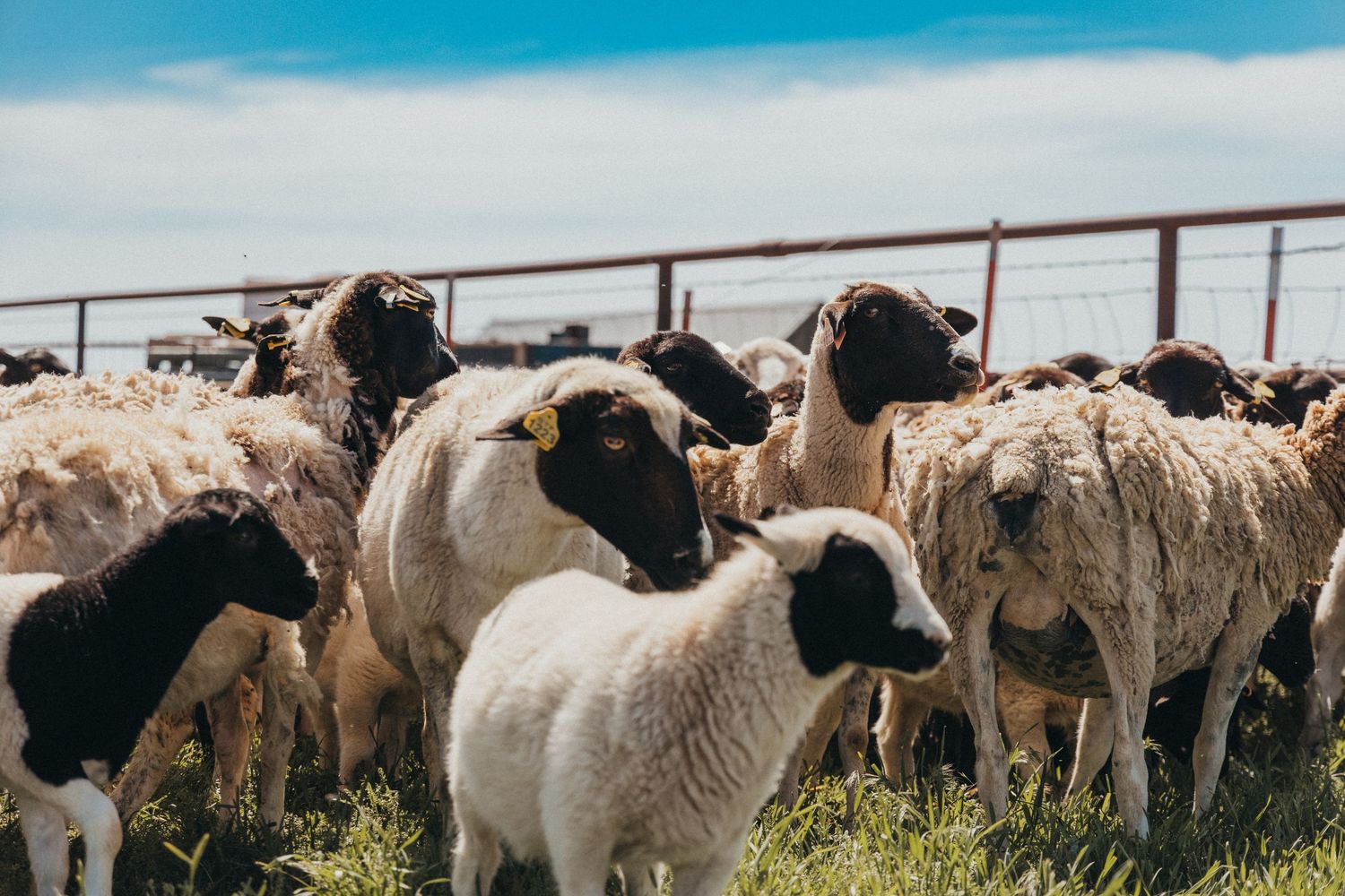 Mixed flock of white and black-faced sheep crowded together in metal pen.