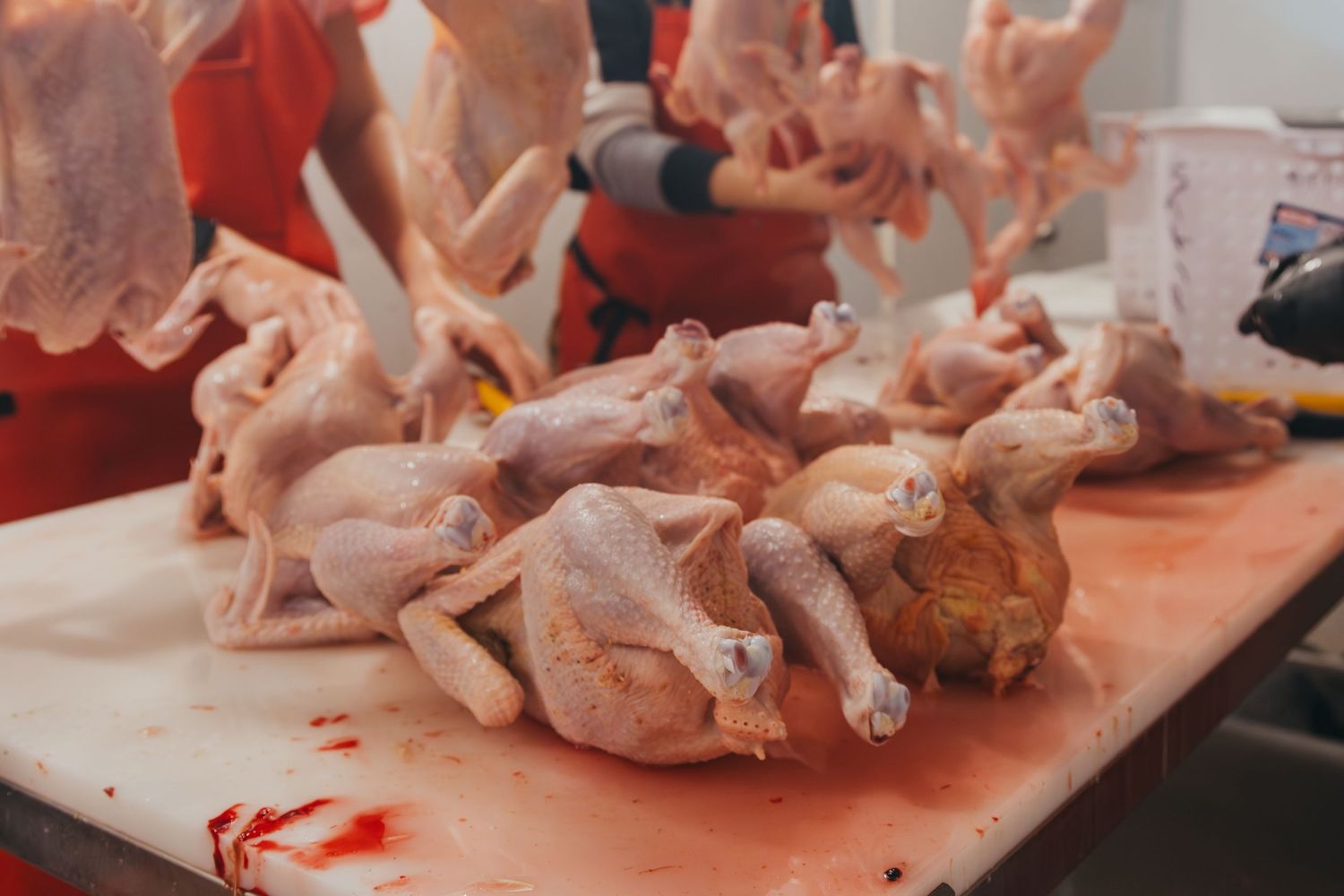 Several raw whole chickens laid out on a light colored surface in a food preparation area.
