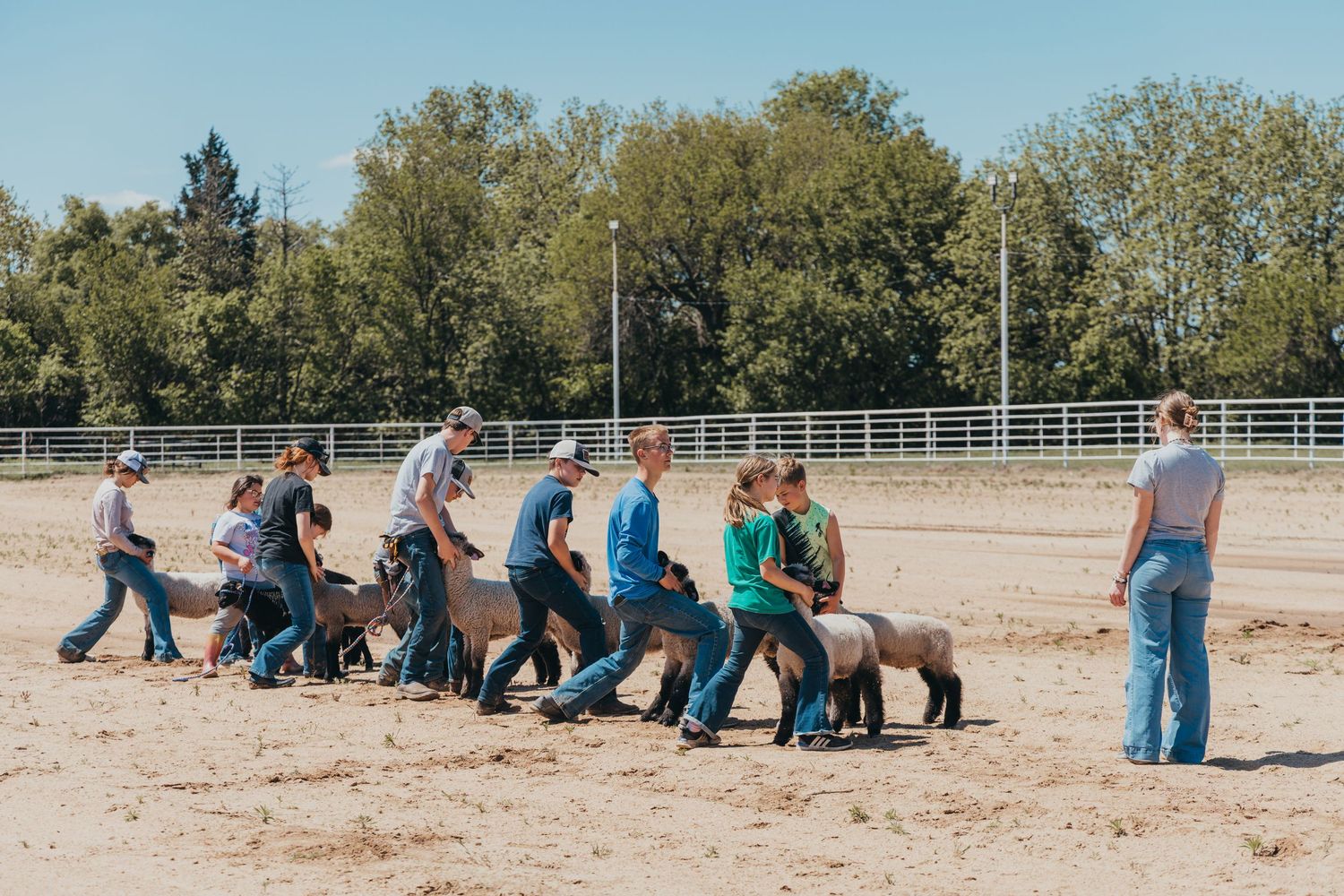 Line of people walk with sheep in formation across a dirt arena with white fencing.