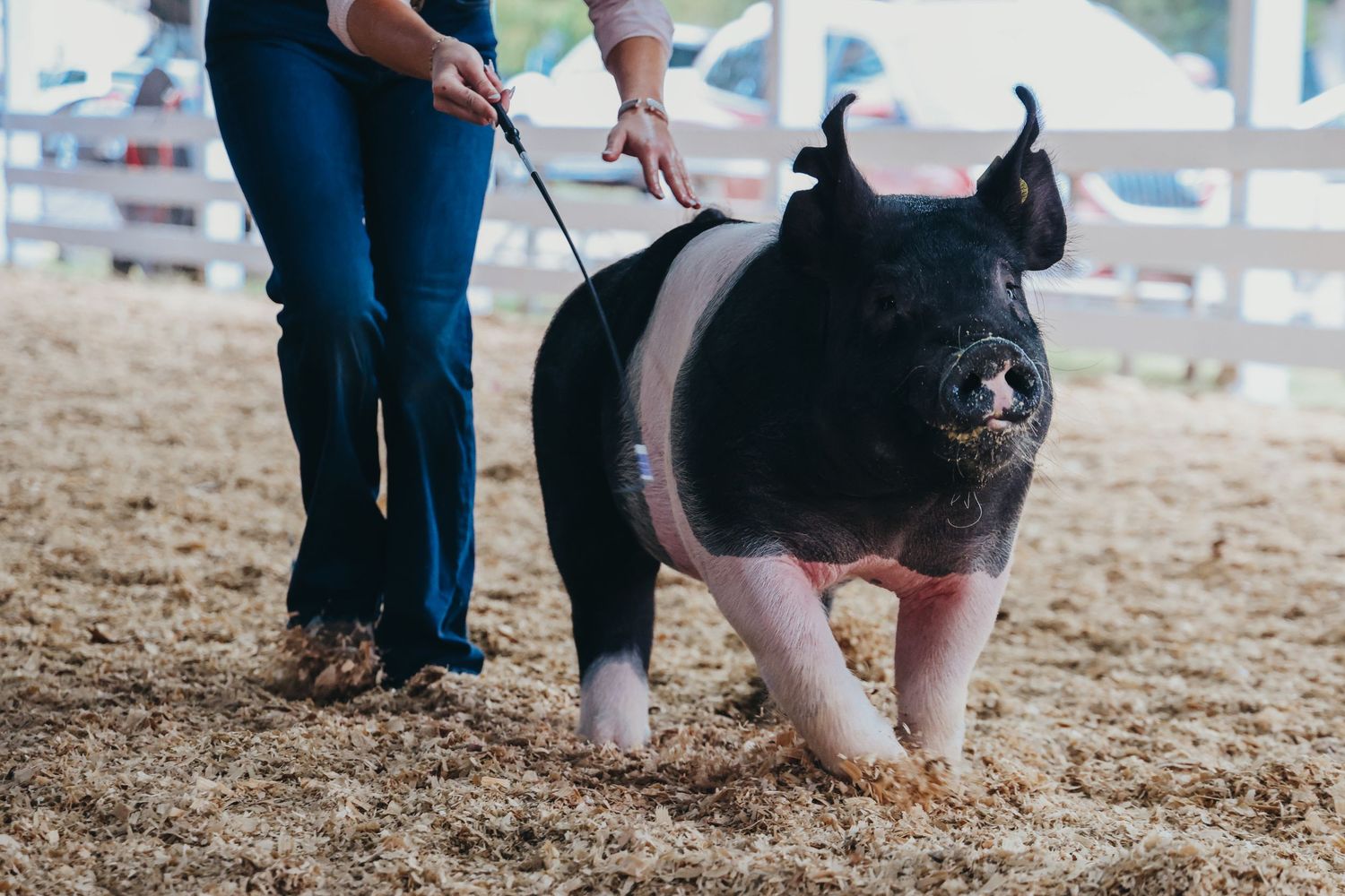 A black and pink show pig being led on a leash in a sawdust-covered arena with white fencing.
