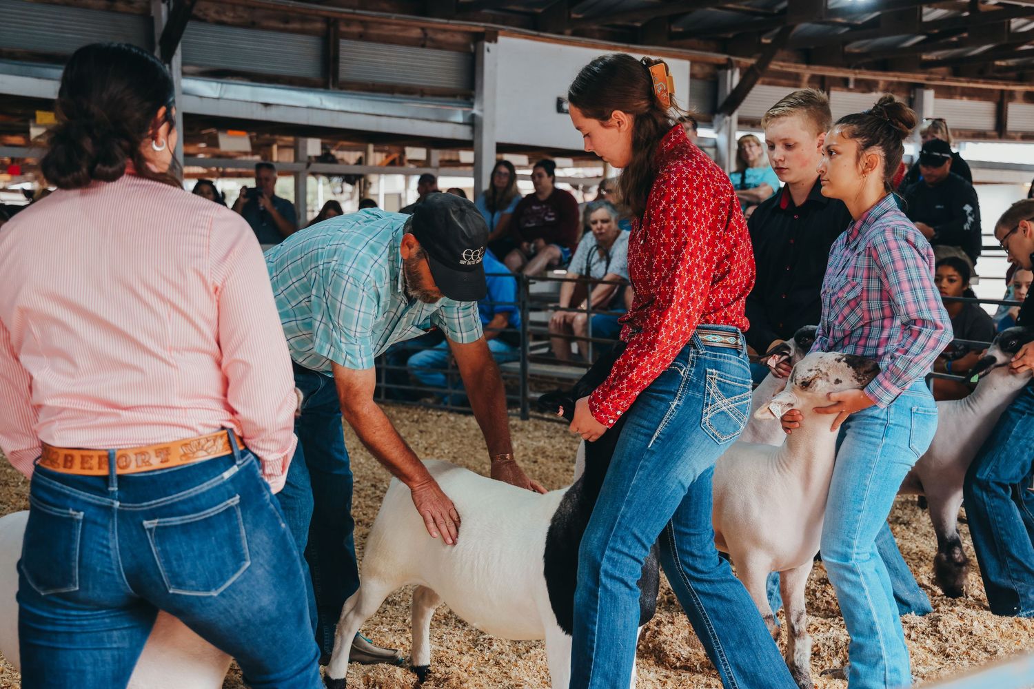 Group of people working with livestock in a show barn setting.
