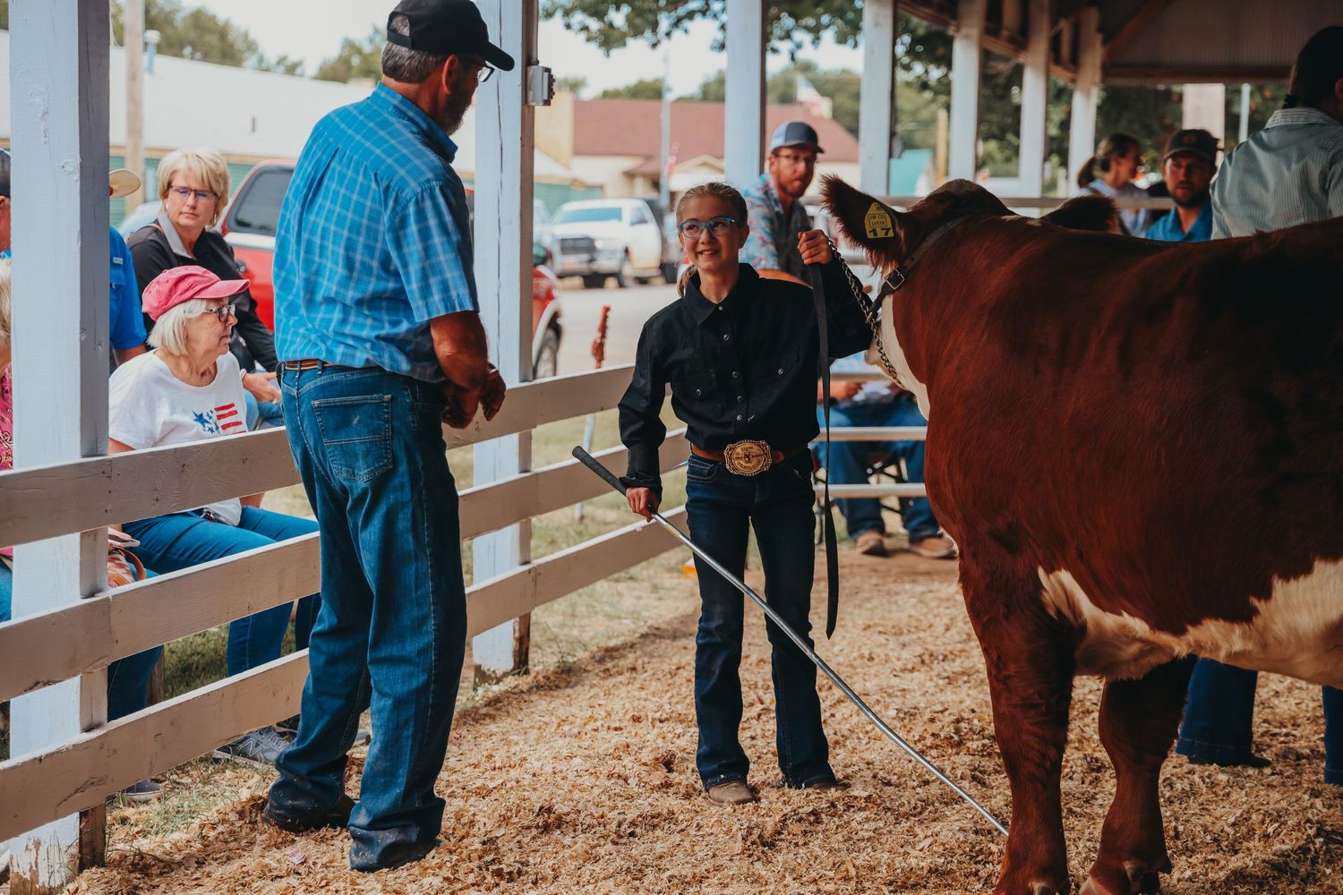 Judges evaluate brown show cow during livestock competition at county fair.