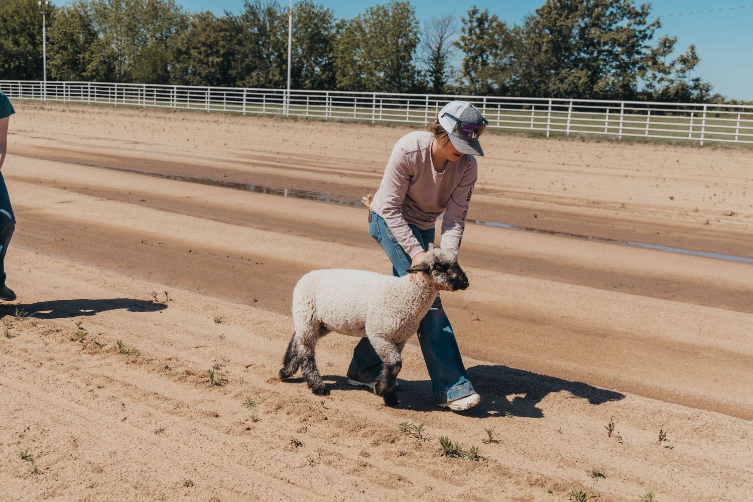 Person in light clothing guides a small sheep across a dusty arena.