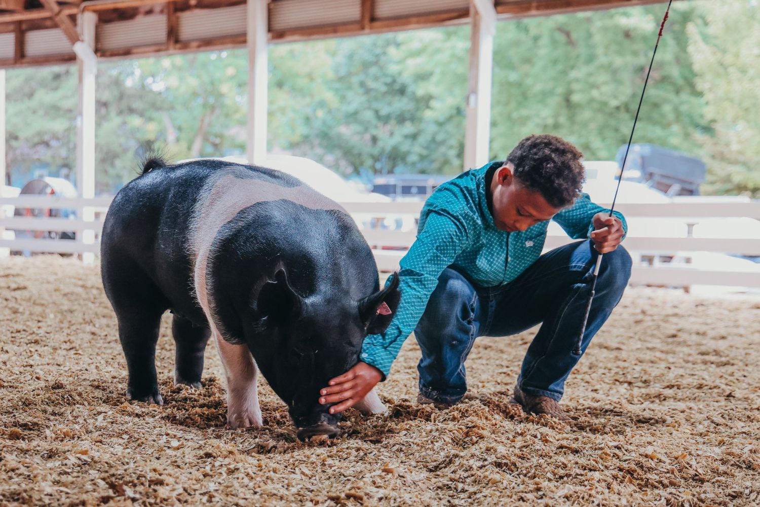 Person in teal shirt crouching next to large black show pig in dirt arena.