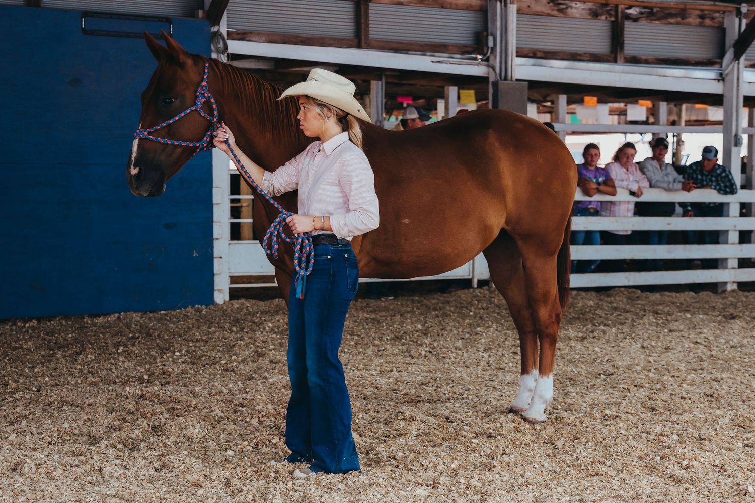A western-styled handler presents a bay horse in a show ring with spectators visible in the background.