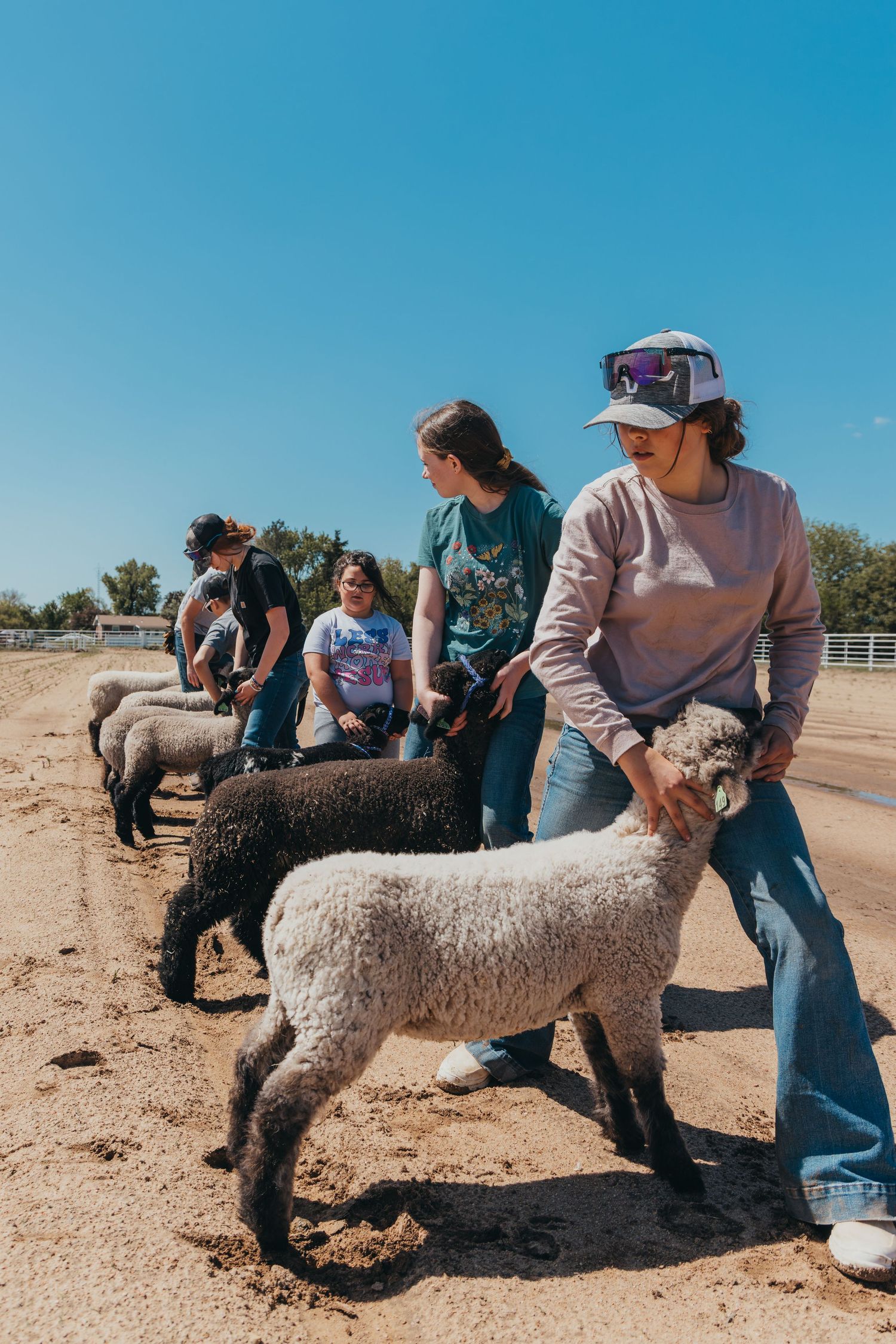 A group leads young llamas on leashes during a training session at a farm.