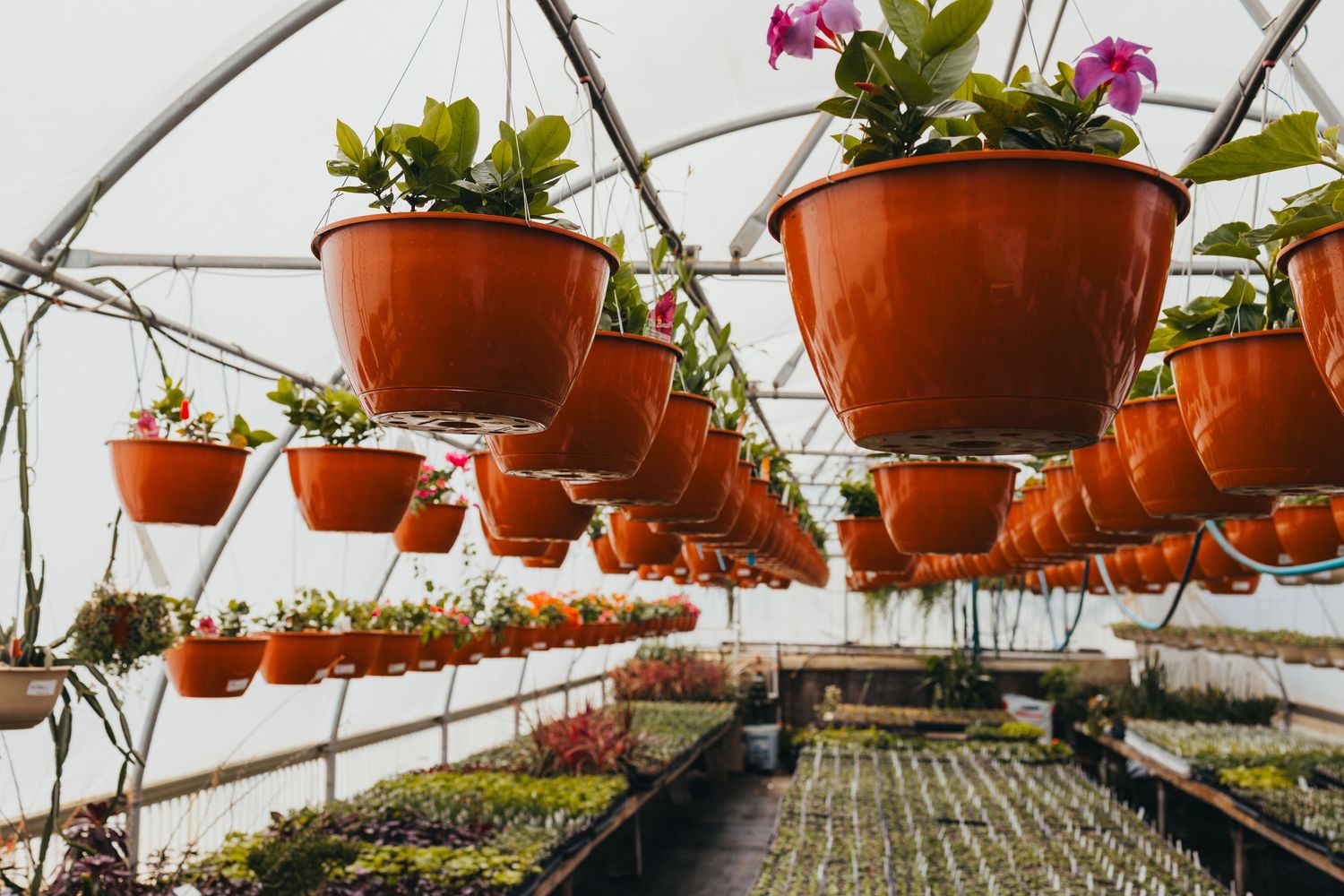 Row of terracotta hanging flower pots in greenhouse with plants.