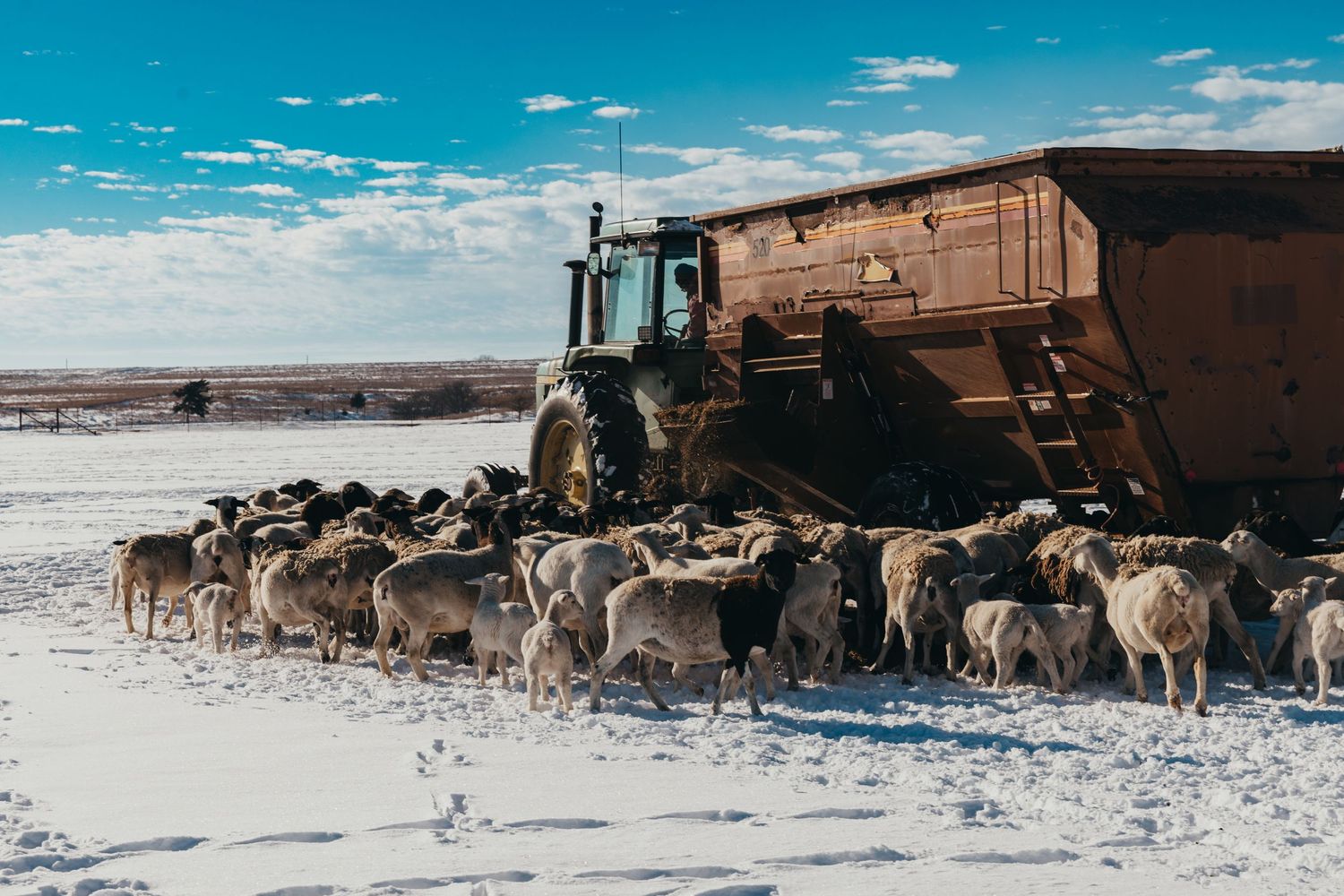 Tractor feeding a large herd of sheep in a snowy winter landscape.
