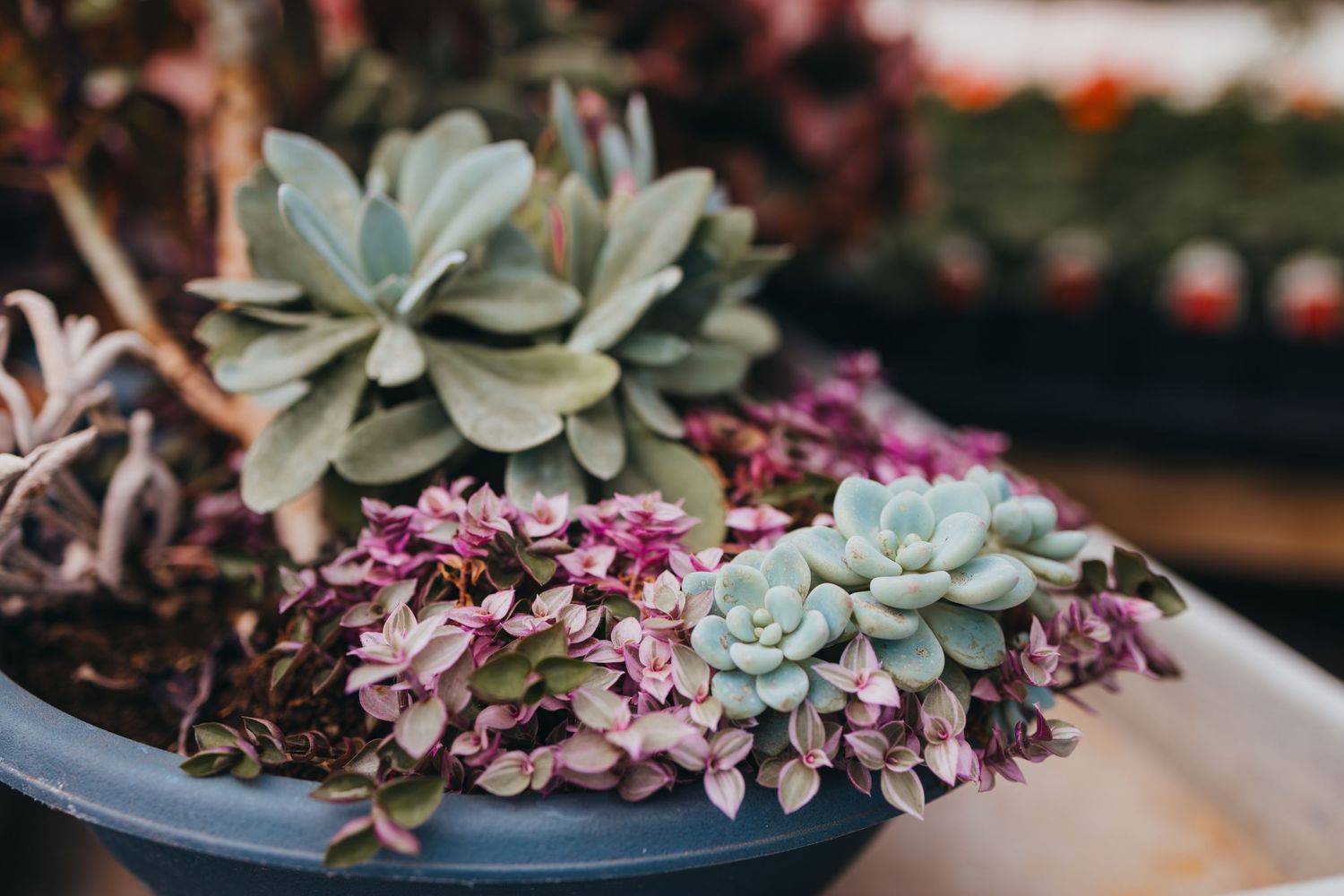 Decorative arrangement of pink flowers and pale green succulents in a gray planter.