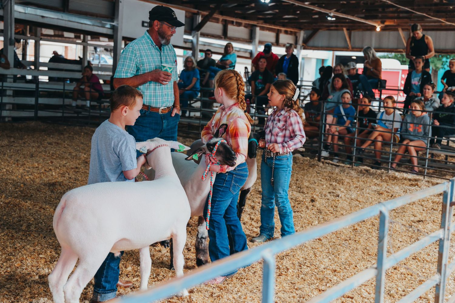 Young participants show their sheep at a county fair livestock competition.