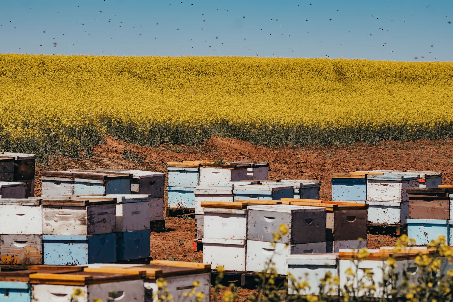 Rows of beehive boxes arranged in front of a bright yellow canola field under blue sky.