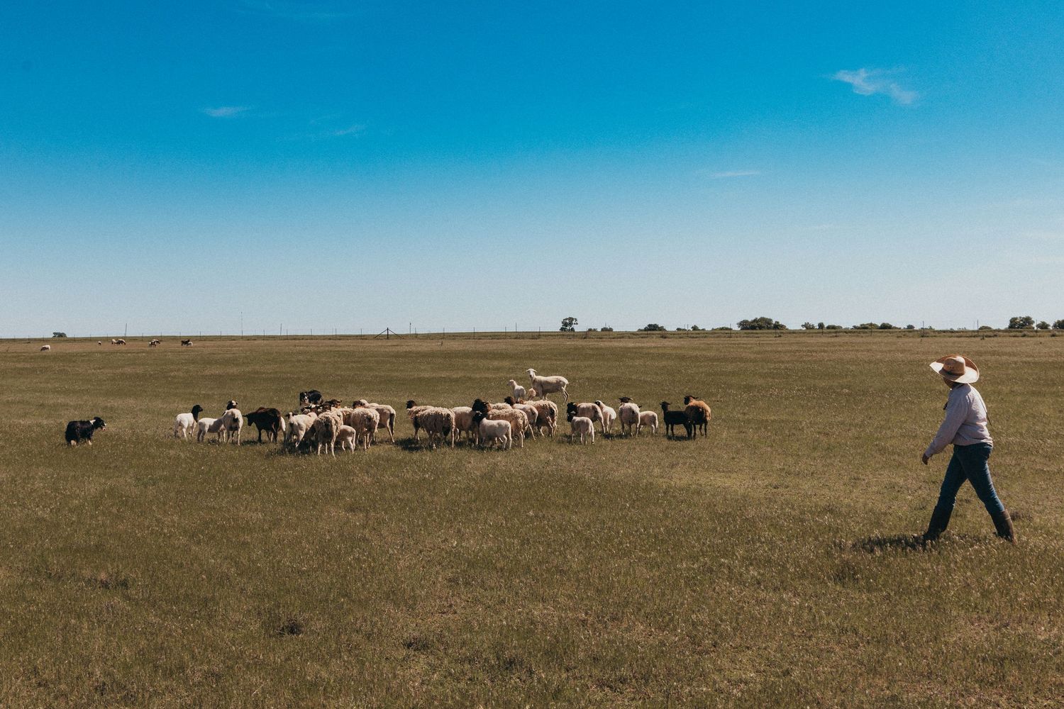A shepherd guides their flock of sheep and goats across a vast open grassland under bright blue skies.