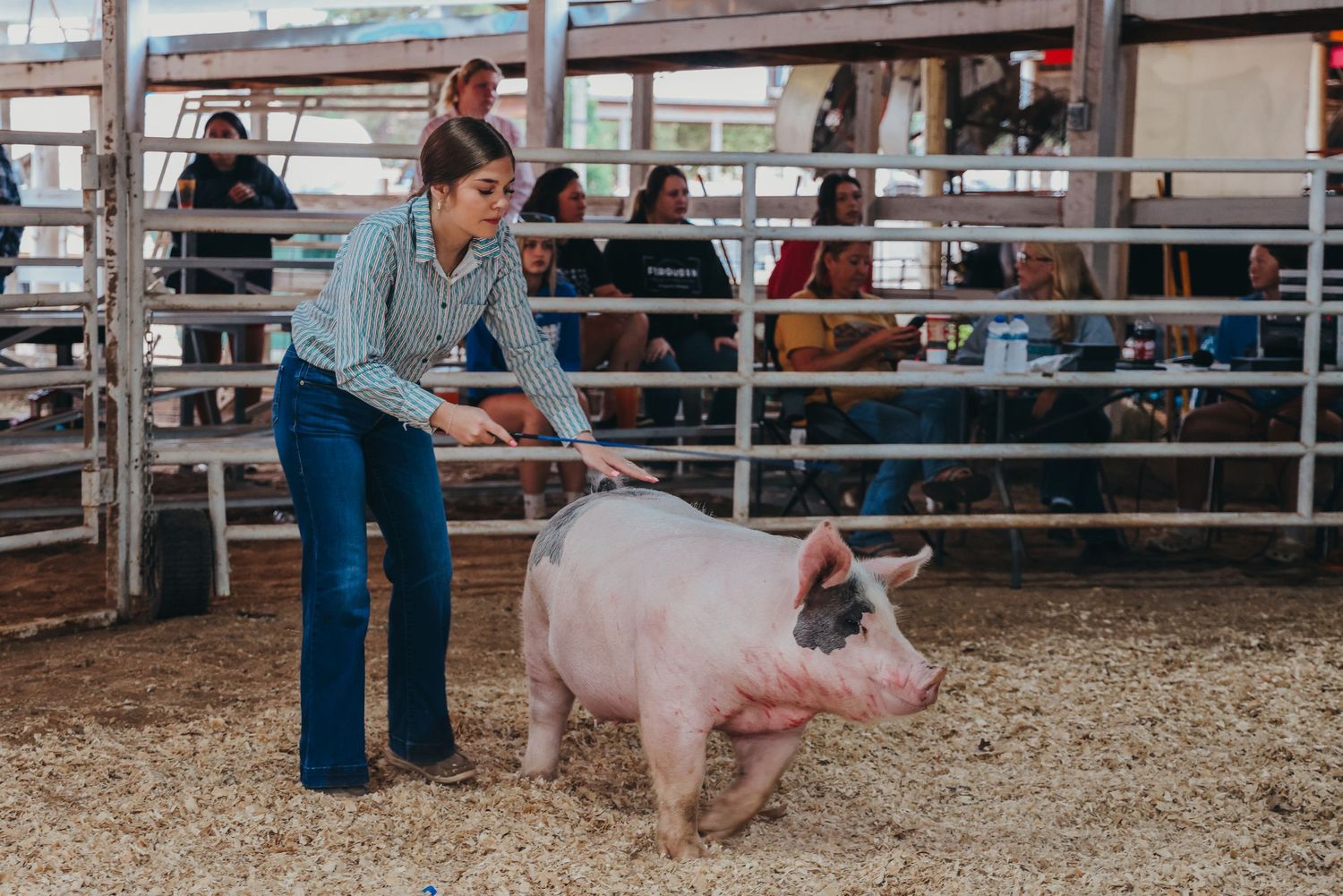 A pink show pig being guided in a sawdust-covered arena.