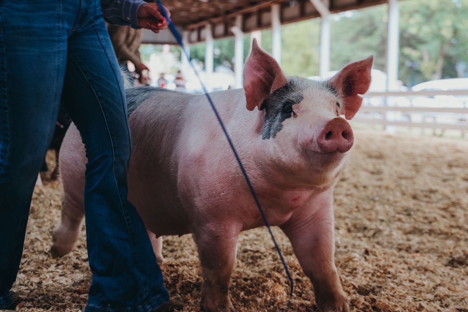 Pink and black spotted pig on lead in a show arena.