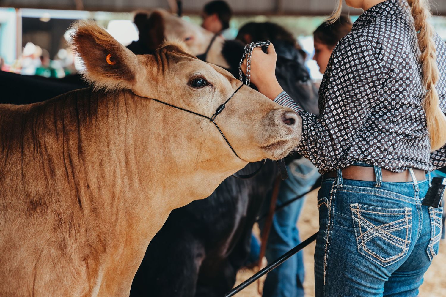 Close up of brown cow's face with handlers in background at livestock show.