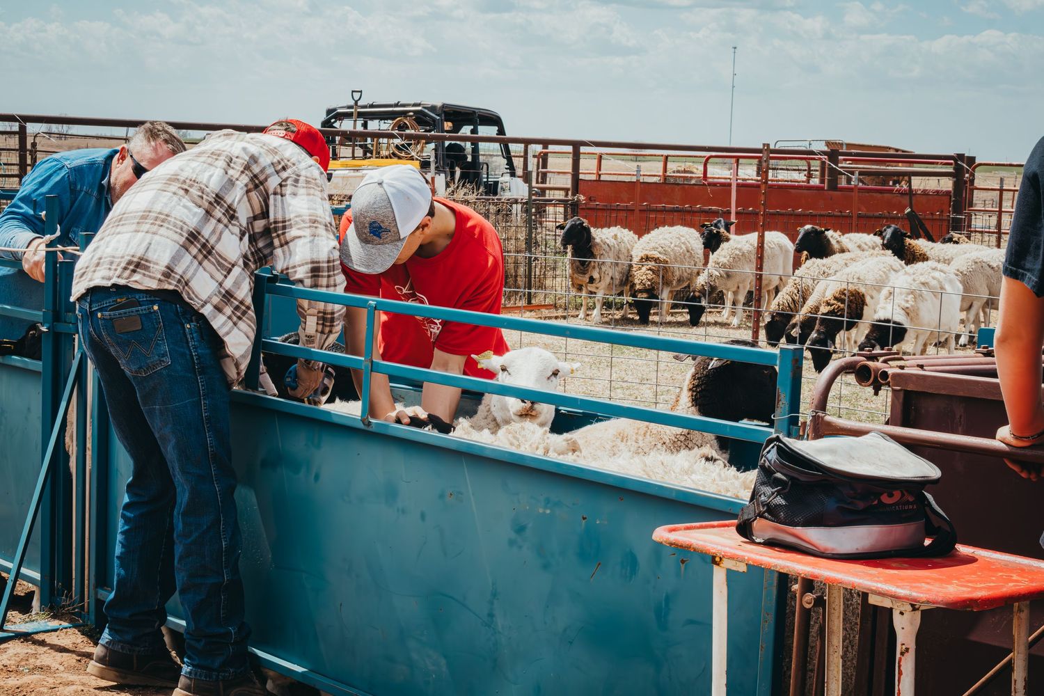 Workers attending to livestock at metal gates in a ranch setting.