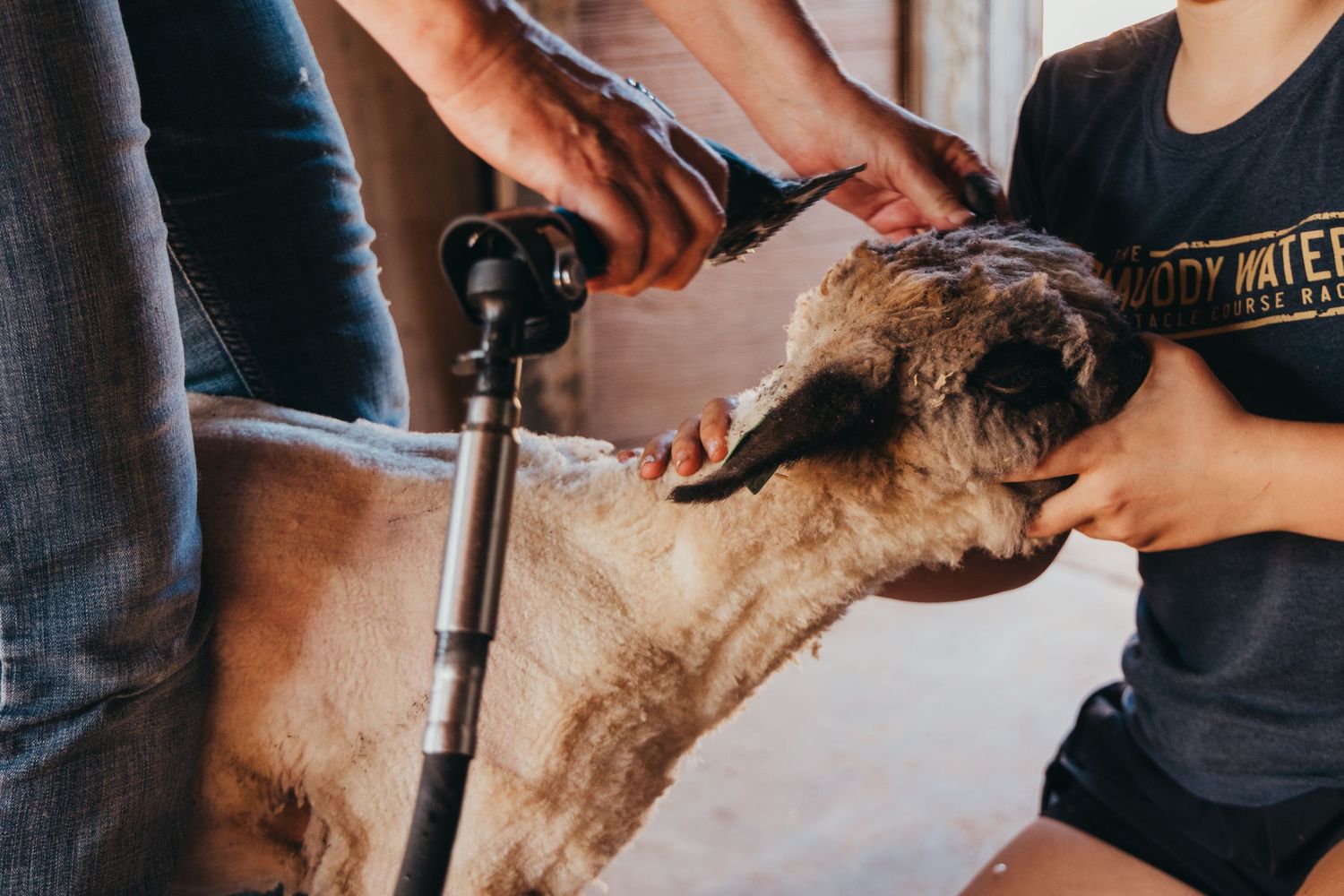 A greyhound racing dog receiving a medical or grooming examination with tools held by two people.