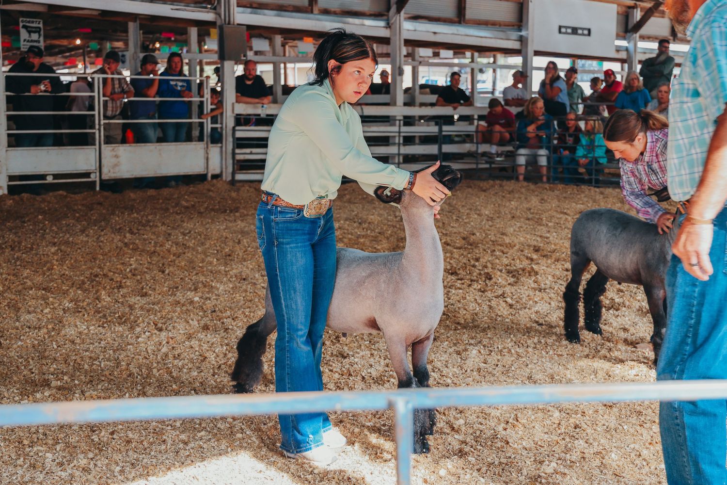 Person in cowboy hat showing sheep at indoor livestock event.